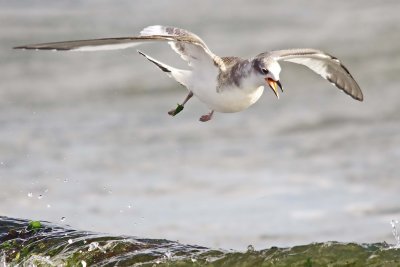 Sabines Gull - Larus sabina