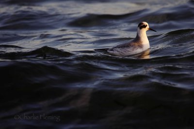 Grey Phalarope - Phalaropus fulicarius