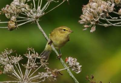 Chiffchaff -Phylloscopus collybita