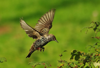 Starling - Sturnus vulgaris