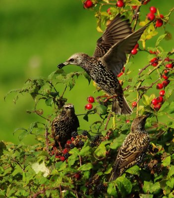 Starling - Sturnus vulgaris
