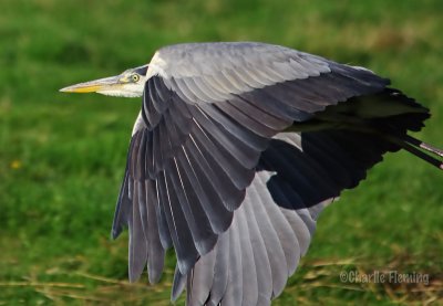 Grey Heron - Ardea cinerea
