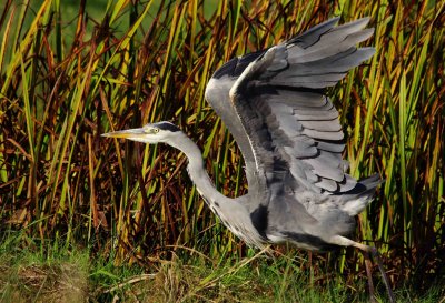 Grey Heron - Ardea cinerea