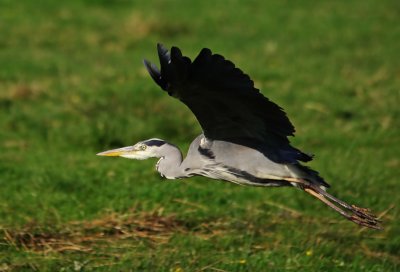 Grey Heron - Ardea cinerea