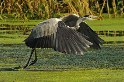 Grey Heron - Ardea cinerea