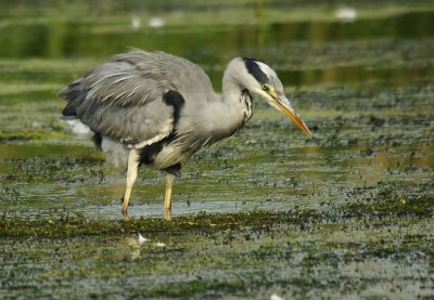 Grey Heron - Ardea cinerea