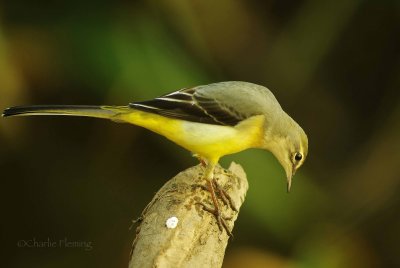 Grey Wagtail