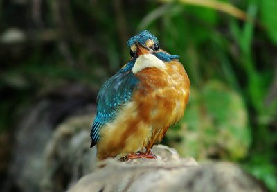 Kingfisher - Alcedo athis