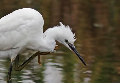 Little Egret -