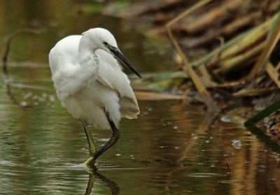 Little Egret -