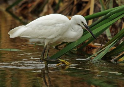 Little Egret -