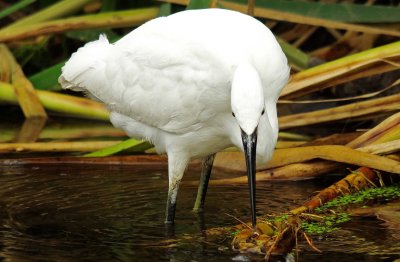 Little Egret -