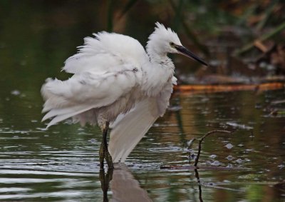 Little Egret -