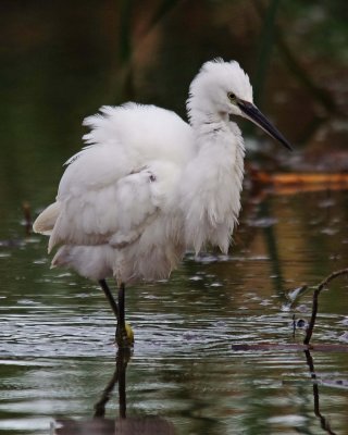 Little Egret -