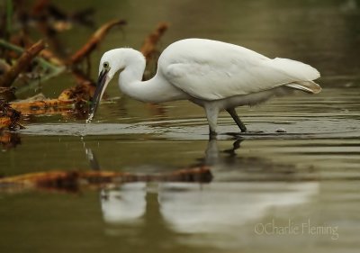 Little Egret -