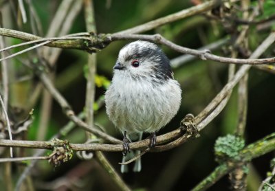 Long Tailed Tit - Aegithalos caudatus