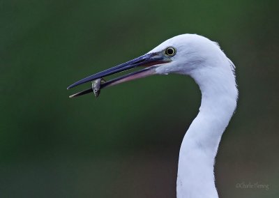 Little Egret