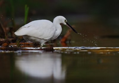 Little Egret