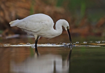 Little Egret