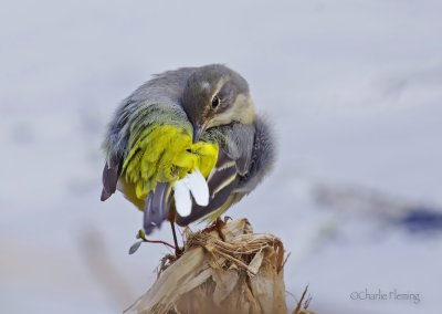 Grey Wagtail - motacilla cinerea