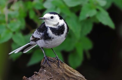 Pied Wagtail - Motacilla alba yarellii