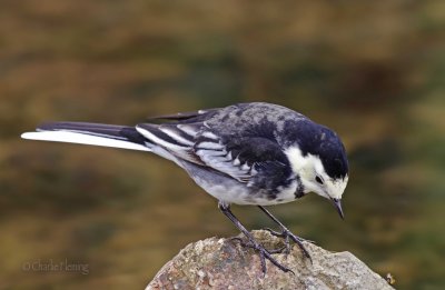 Pied Wagtail - Motacilla alba yarellii