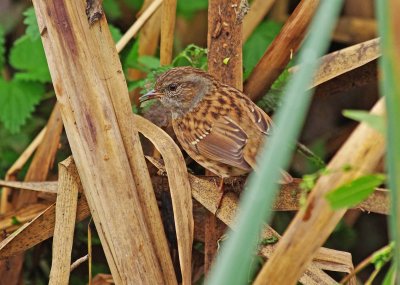 Dunnocks - Prunella modularis