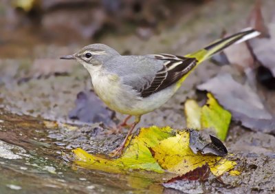 Grey Wagtail - motacilla cinerea