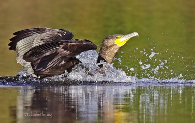 Cormorant - Phalacrocorax carbo