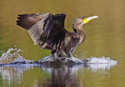 Cormorant - Phalacrocorax carbo