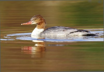 Goosander - Mergus merganser