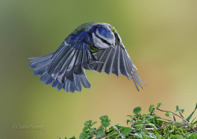 Blue Tit - Cyanistes caeruleus