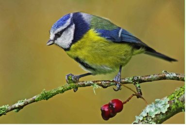 Blue Tit - Cyanistes caeruleus