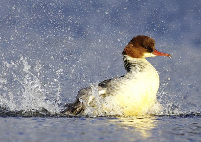 Goosander - Mergus merganser