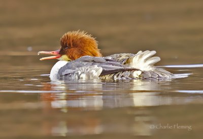 Goosander - Mergus merganser