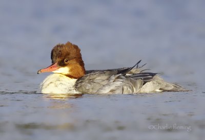 Goosander - Mergus merganser