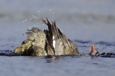 Goosander - Mergus merganser