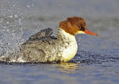 Goosander - Mergus merganser