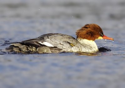 Goosander - Mergus merganser