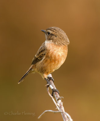 Saxicola rubicola hibernans