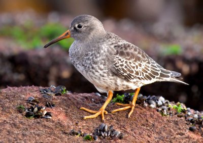 Purple Sandpiper - Calidris maratima