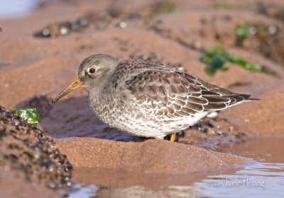 Purple Sandpiper - Calidris maratima