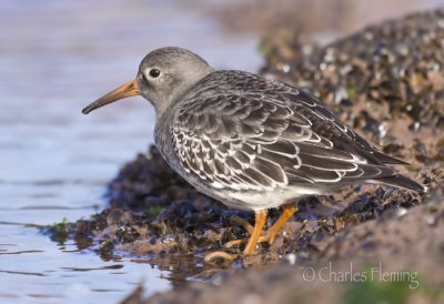 Purple Sandpiper - Calidris maratima