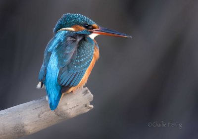 Common Kingfisher - Alcedo athis