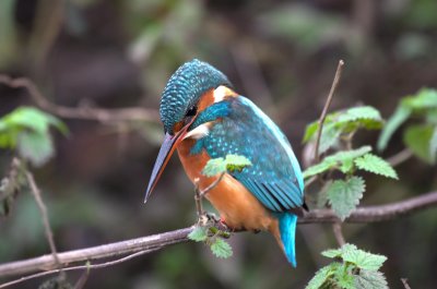 Common Kingfisher - Alcedo athis