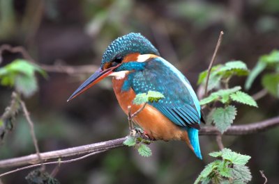 Common Kingfisher - Alcedo athis