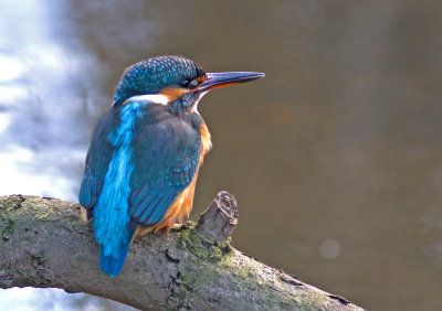 Kingfisher- Alcedo athis