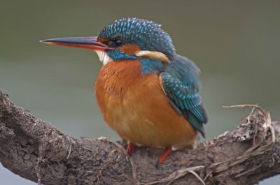 kingfishers_2011