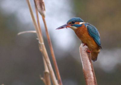 Kingfisher- Alcedo athis