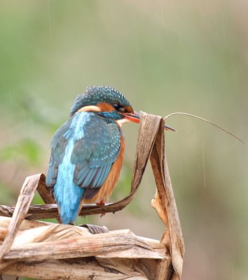 Kingfisher- Alcedo athis